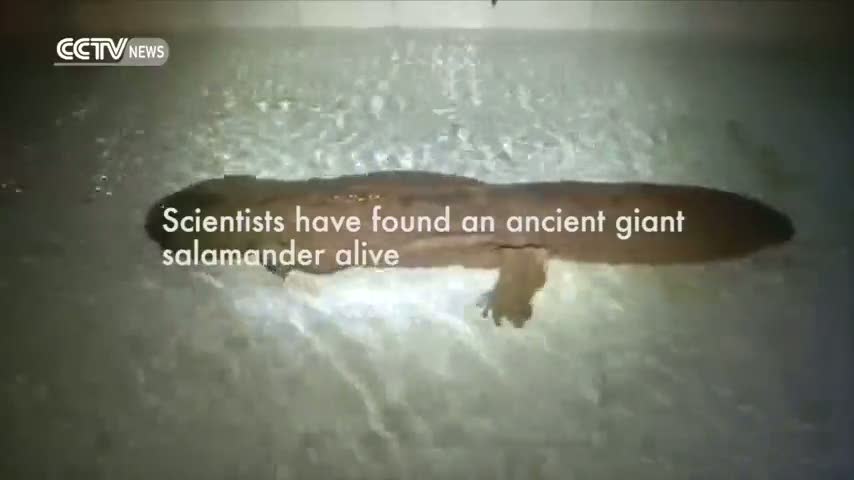 Mağarada bulunan 200 yaşındaki dev canavar