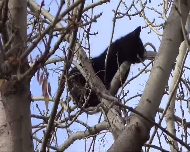 Böyle kedi kurtarma olur mu?