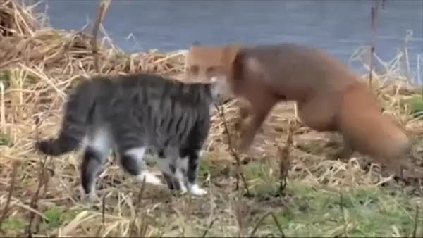Tilkiyle kedinin mücadelesi