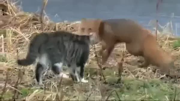 Kediyle tilki karşılaşırsa