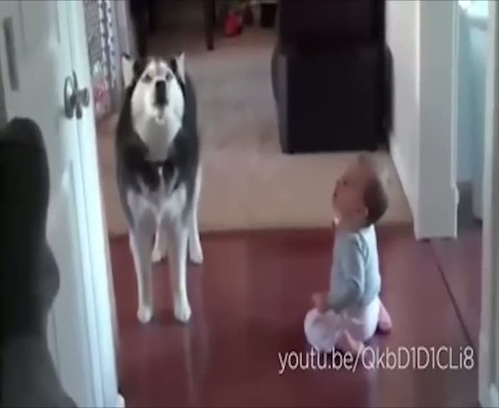 İşte konuşmaya çalışan köpekler