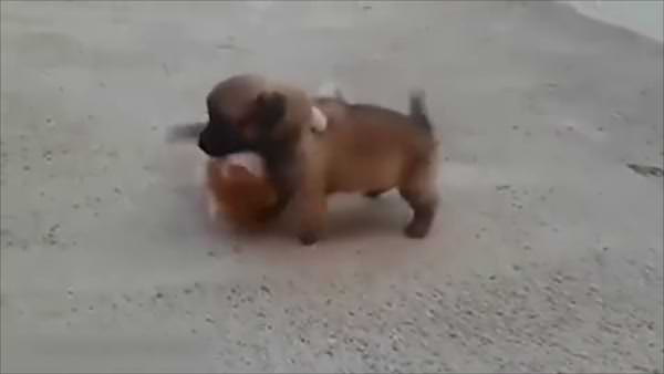 İşte dünyanın en sevimli kedi köpek kavgası