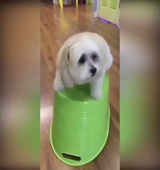 Bu köpeğin denge problemi var