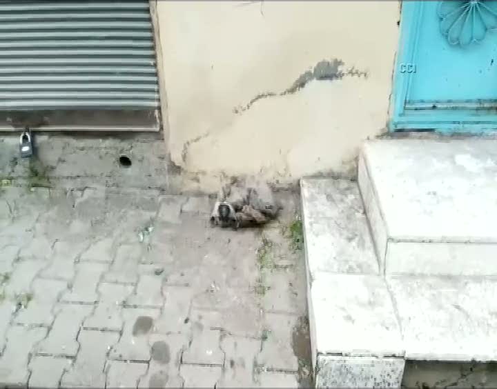 Yavru köpek donarak öldü