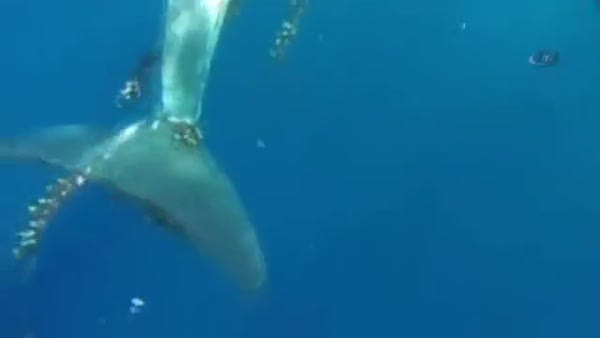 Kahraman dalgıç dev balinayı böyle ölümden kurtardı