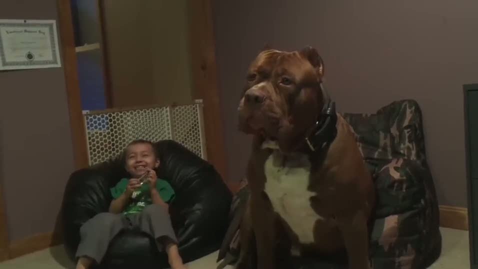 Dünyanın en büyük Pitbullu: Hulk