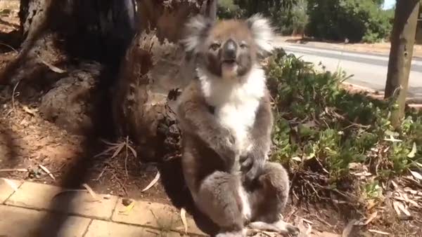 Annesinin evden kovduğu koala hüngür hüngür ağladı