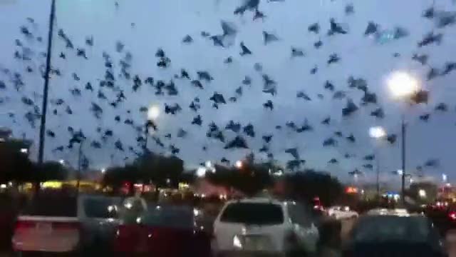 Korkunç kuş istilası kamerada