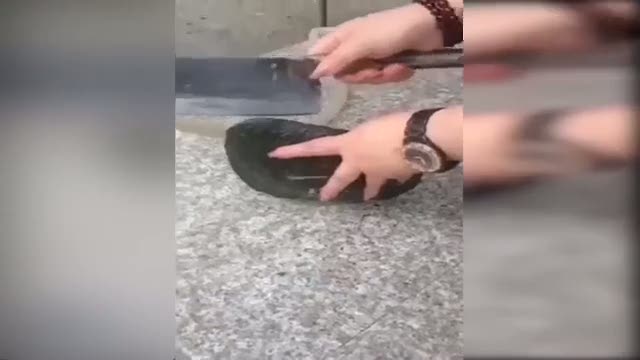 İnci böyle çıkartılıyor