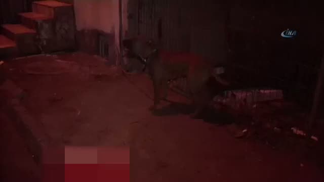 Piıtbull tarafından yüzü parçalanan şahıs evinde ölü bulundu