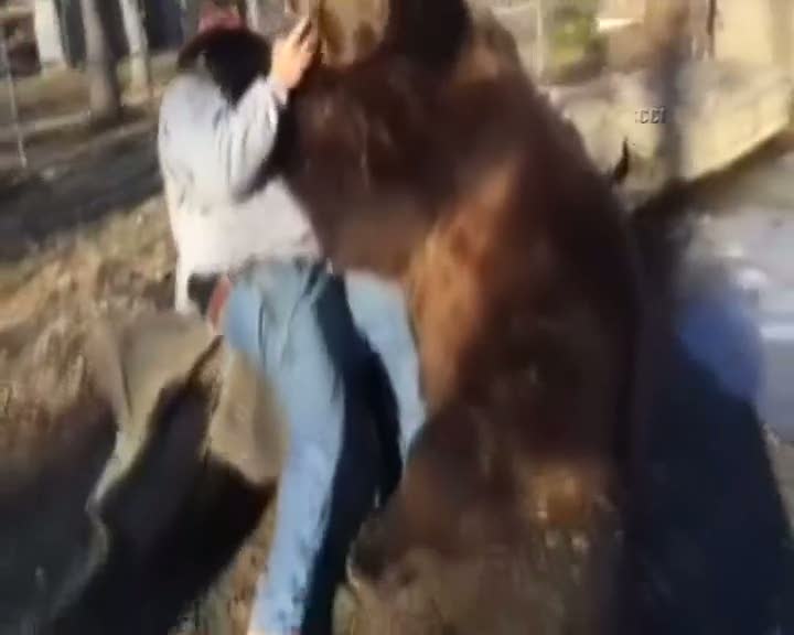 Dev ayı ile bakıcının dostluğu hayrete düşürüyor