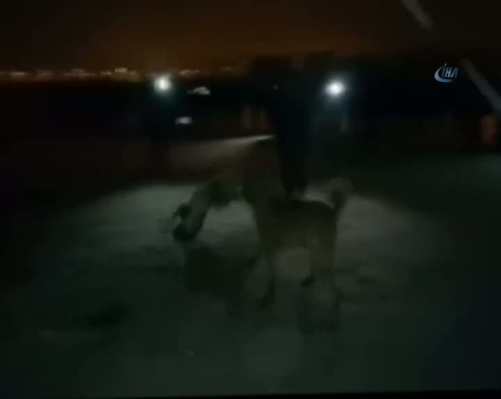 Köpek dövüşü vahşeti kamerada