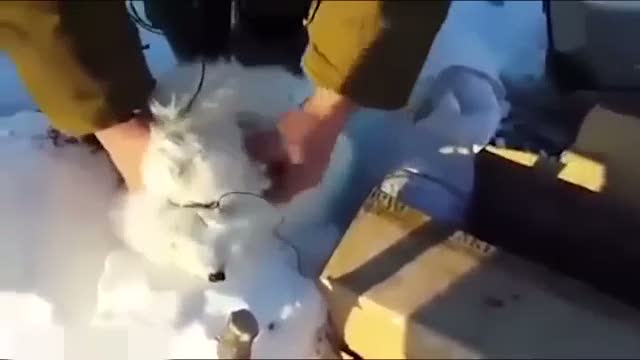 Ölü taklidi yapan tilki avcılardan böyle kurtuldu