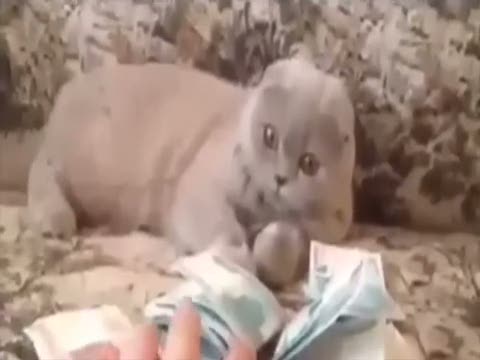 Para seven kedinin hali bir başka oluyor!