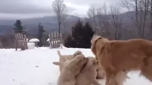 Kar üzerinde yavrularıyla oynayan köpek