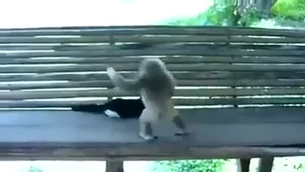 Maymun kediyi hayatından bezdirdi