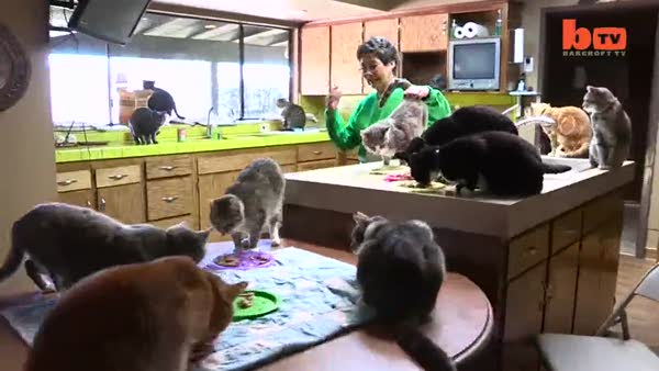 1100 kedi ile aynı evi paylaşan dünyanın en çılgın kedi kadını