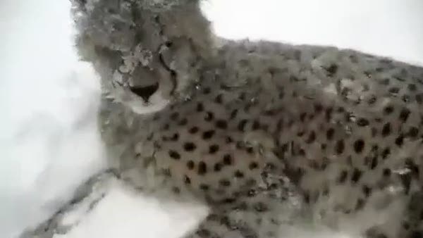 Çita yavrusu ve köpeğin kar ile ilk tanışması