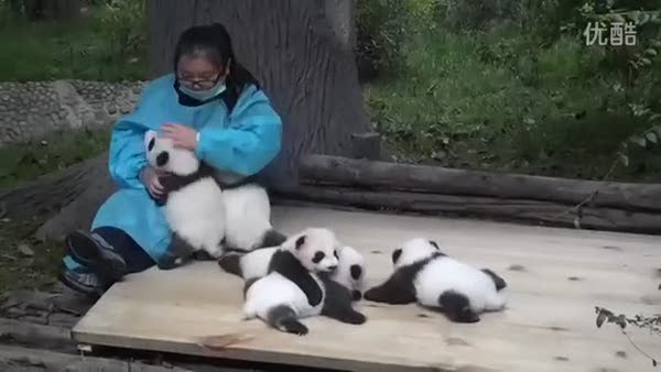 Panda sevici kadın ayda 32 bin dolar kazanıyor