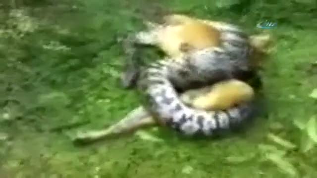 Zavallı köpeği dev pitonun elinden böyle kurtardı