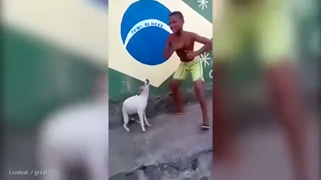 Dans eden köpek kırdı geçirdi