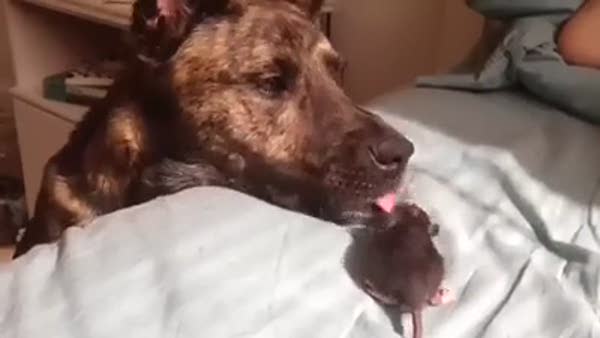 Bu fare köpeğin ağzında dolaşıyor