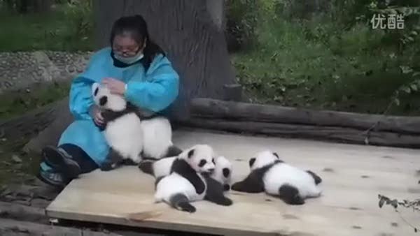 Dünyanın en tatlı işi: Panda sevicilik