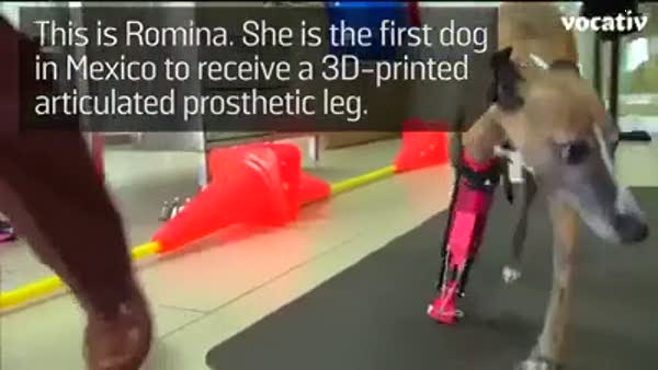 Ayağını kaybeden köpeğe 3D printer ile ayak yapıldı