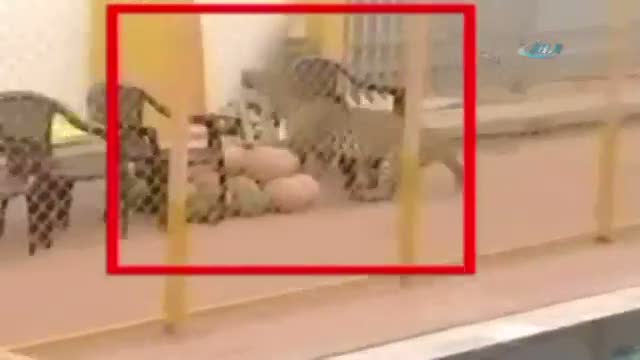 Okulda leopar dehşeti: 6 yaralı