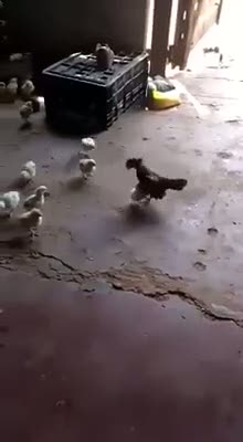 Koca yürekli civciv!