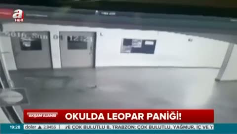 Leopar okul koridorunda