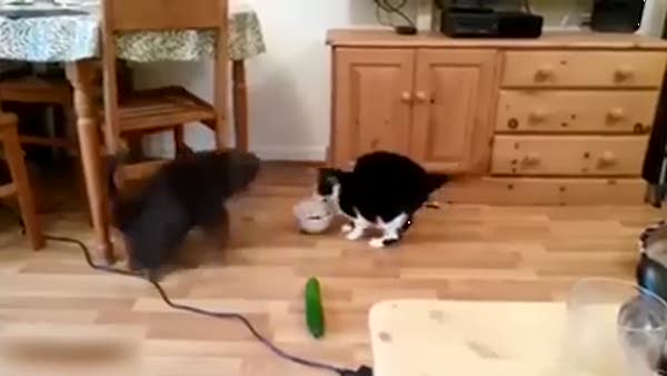 Salatalıktan korkan kediler