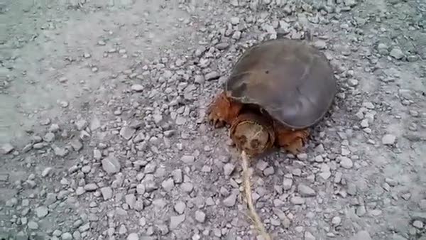 Kaplumbağadan feci ders