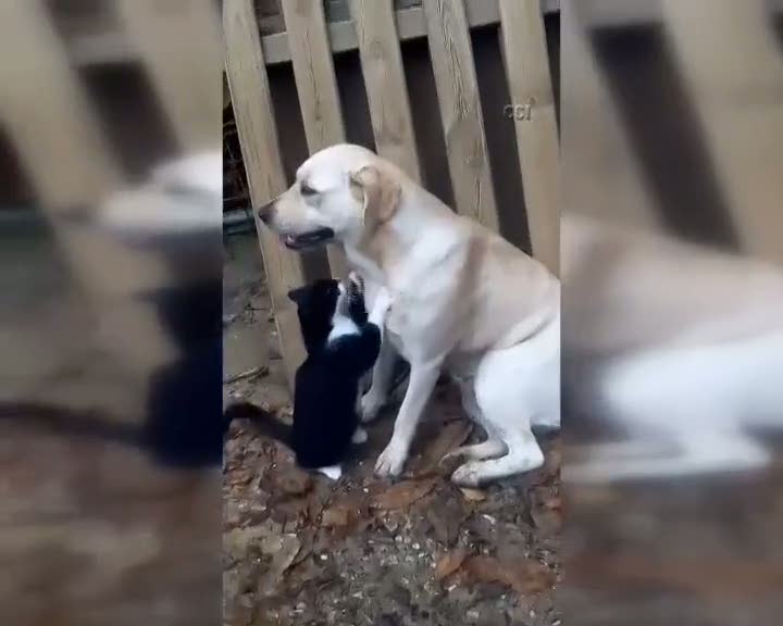 Kedi ve köpeğin şaşırtan dostluğu
