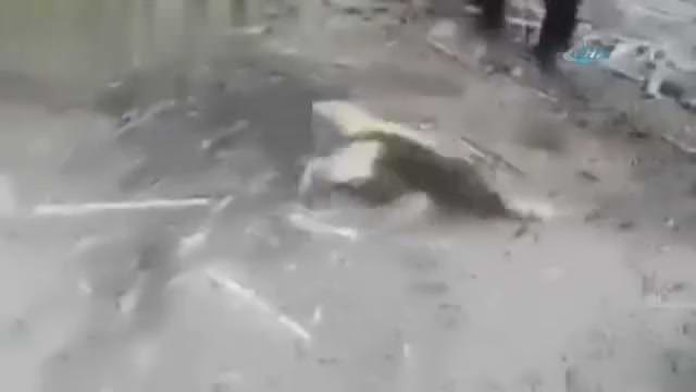 Karıncayiyen kendisine sataşan genci yere serdi