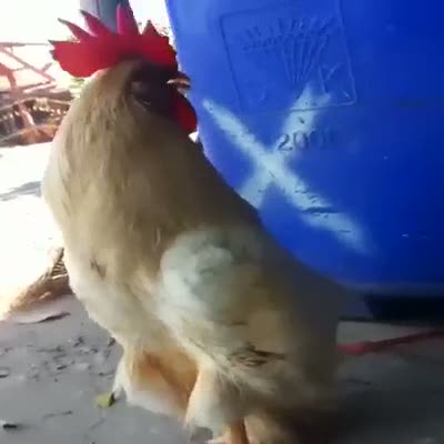 Horozun yürüyüşü görenleri güldürüyor