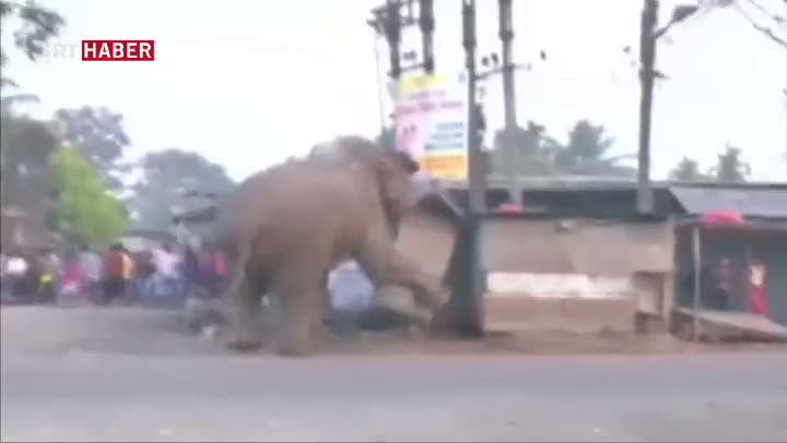 Hindistan'da Fil Saldırısı