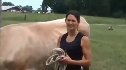 Tek başına koca sığırları yere yıkan kız