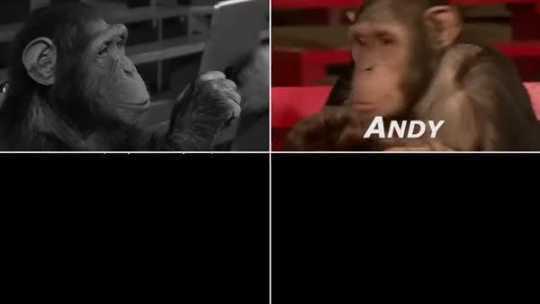 Şempanzenin aklını karıştıran illüzyonist