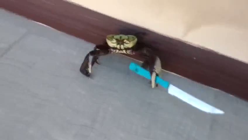 Yengeç eline aldığı bıçakla kendini savunuyor