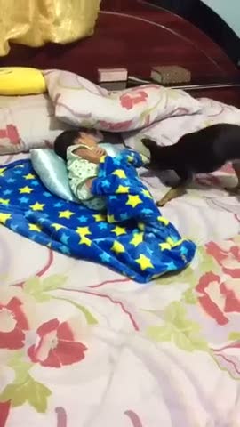 Uyuyan bebeğin üzerini örten düşünceli köpek