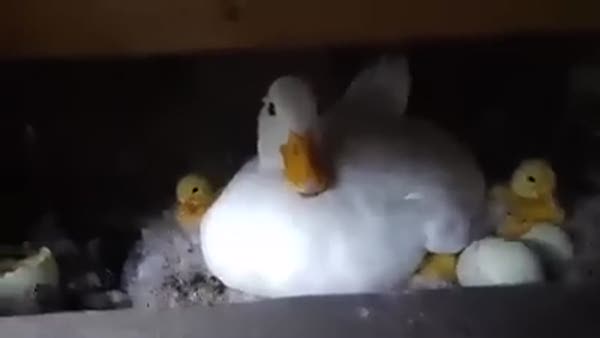 Anne ördek yavrularını koruyor