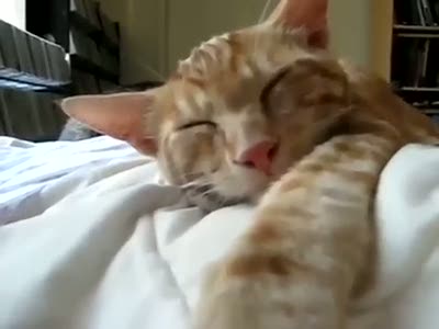 Horul horul uyuyan kedi