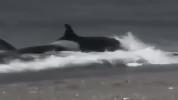 Katil balina adamı canlı canlı yedi