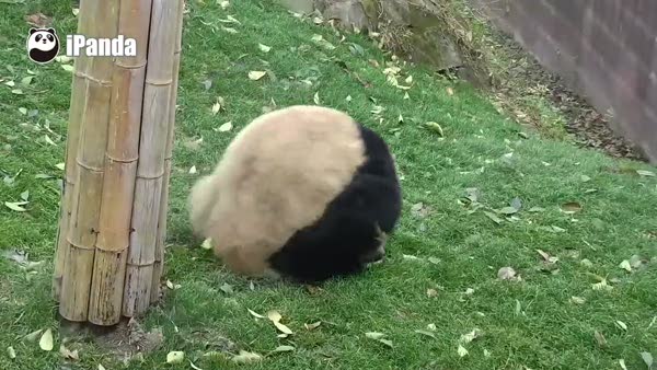 Pandanın güldüren hareketi