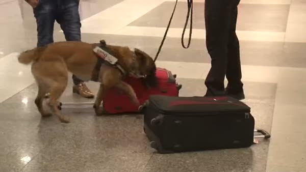 Atatürk Havalimanı’nda bombaya karşı köpekli önlem