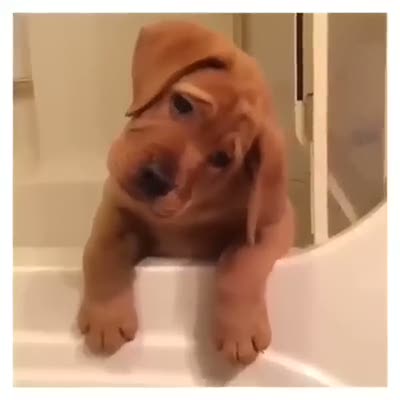 Sevimli üzgün köpek