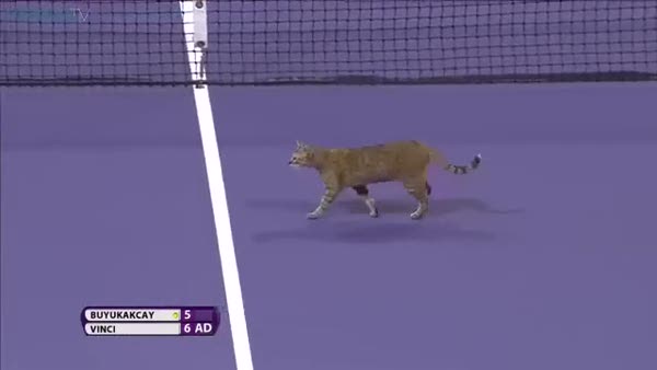 Tenis kortuna kedi girerse ne olur?