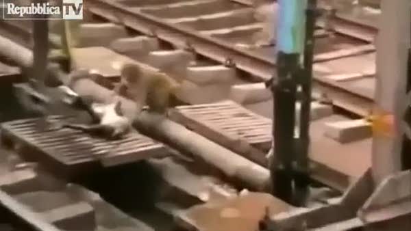 Elektrik çarpan arkadaşını kurtaran maymun