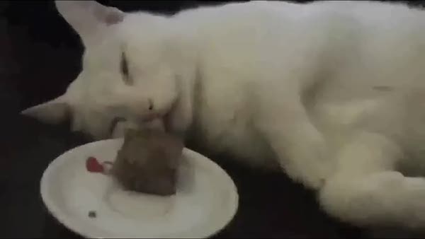 Kekin başında uyuyan kedi rüyasında da kek yiyor